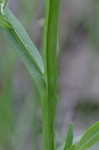 Shortleaf sneezeweed